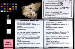 Foto (Objket + Etiketten) von Discutiolira moesica (Muţiu & Bădăluţă, 1971) 